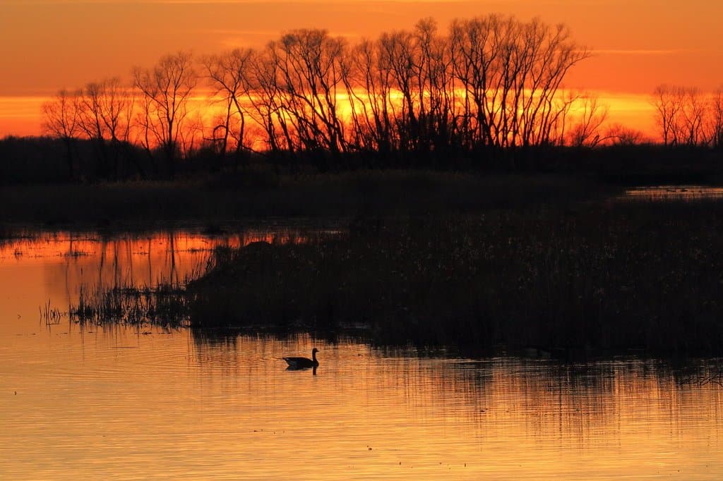 Sunset on the Magee marsh causeway!