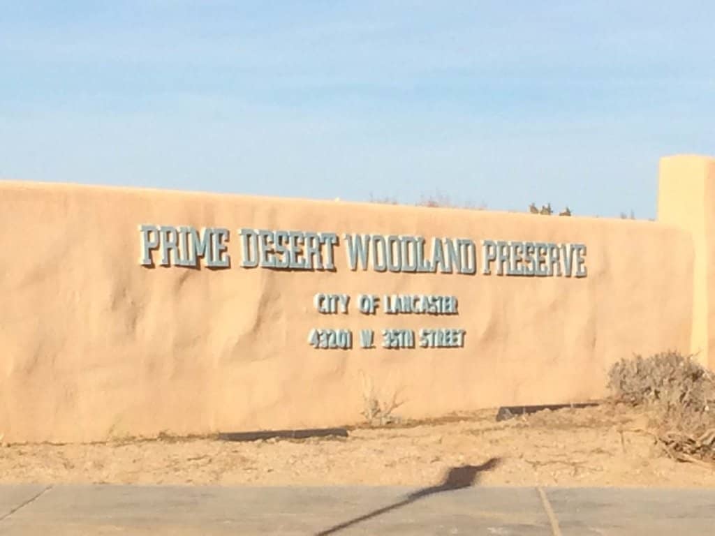 Joshua Tree & Desert Flora