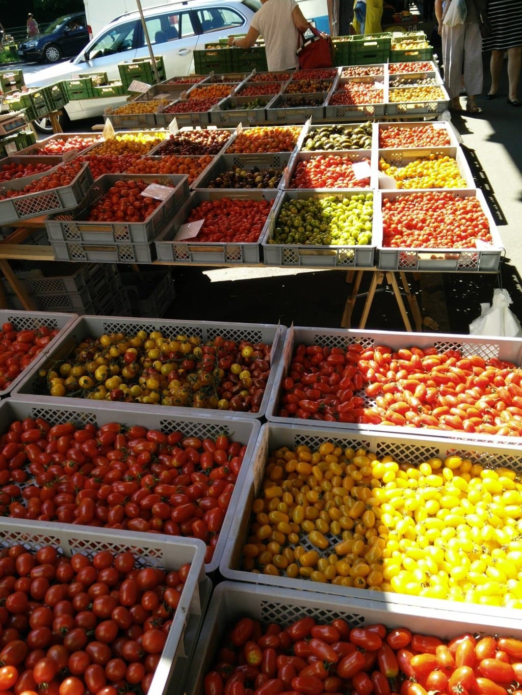 Colorful Tomatoes