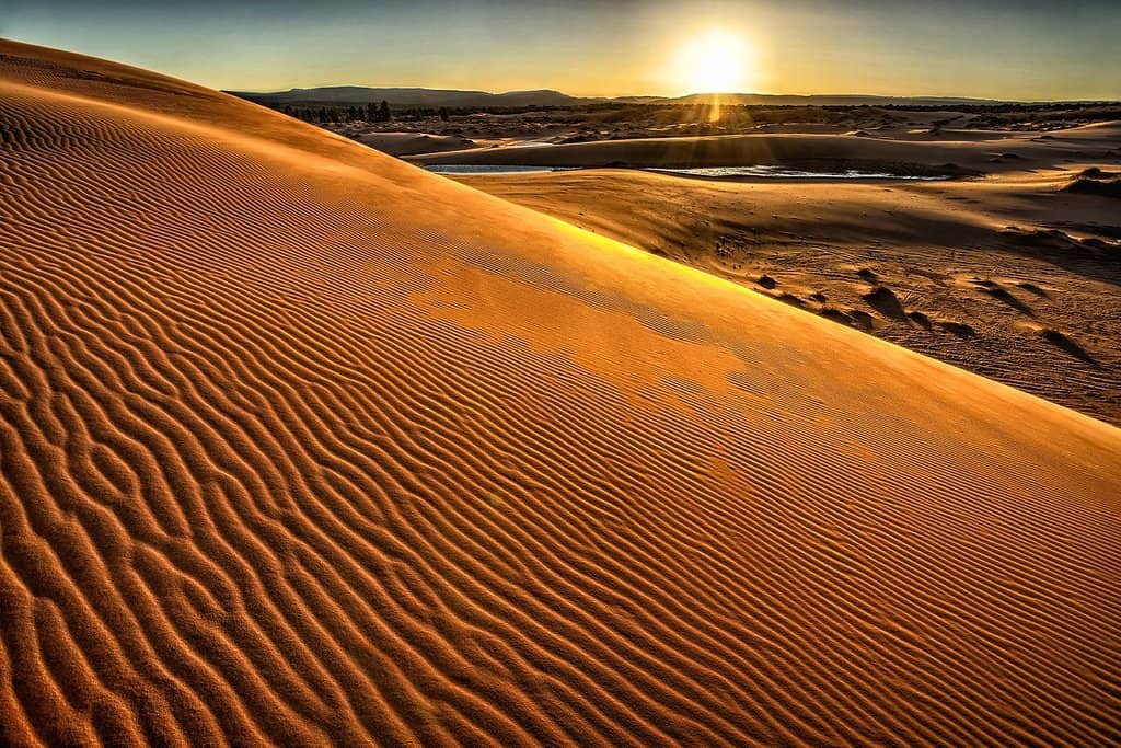 Sandboarding & Sledding