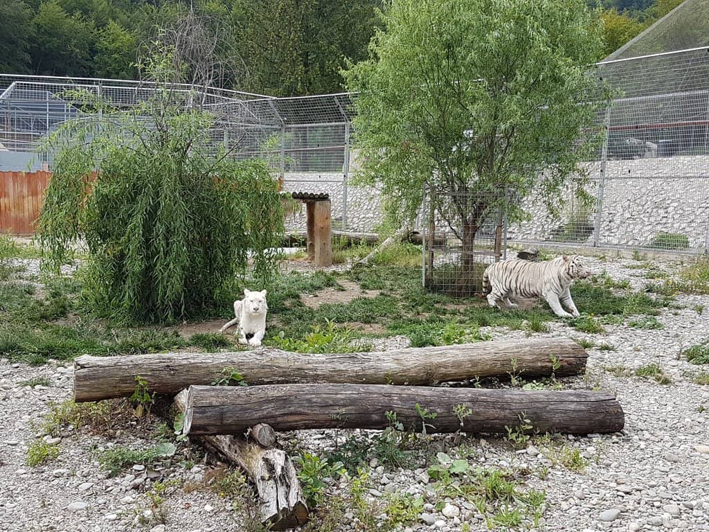 Marine Mammal Marvels