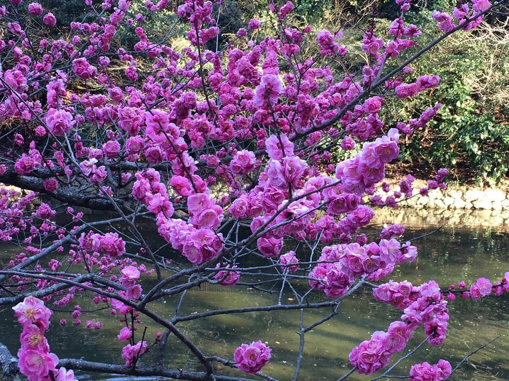 Hamamatsu Castle Park