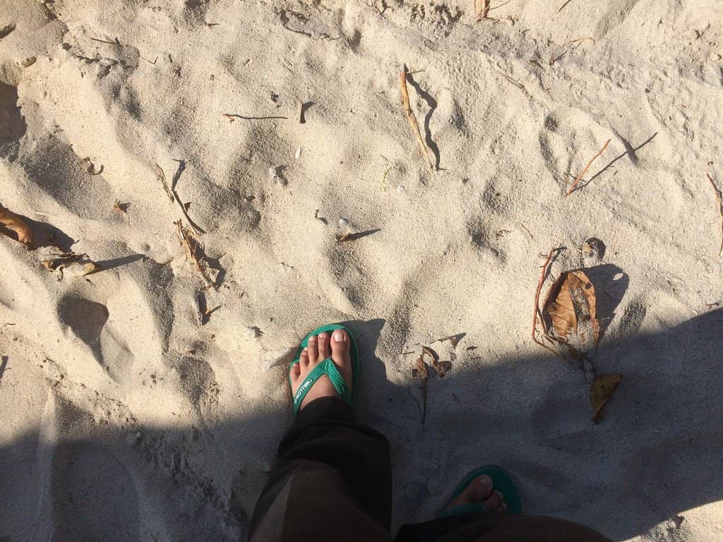 Turtle Conservation Site