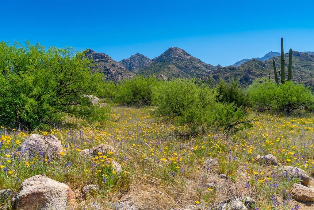 Off the Sutherland trail.