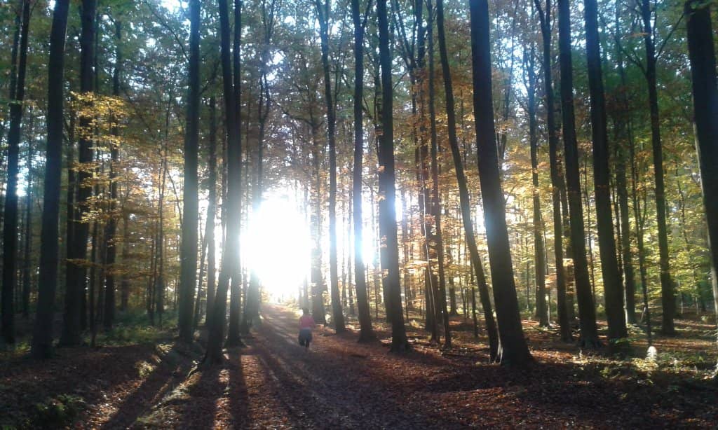 The 'Forbidden Forest' Experience