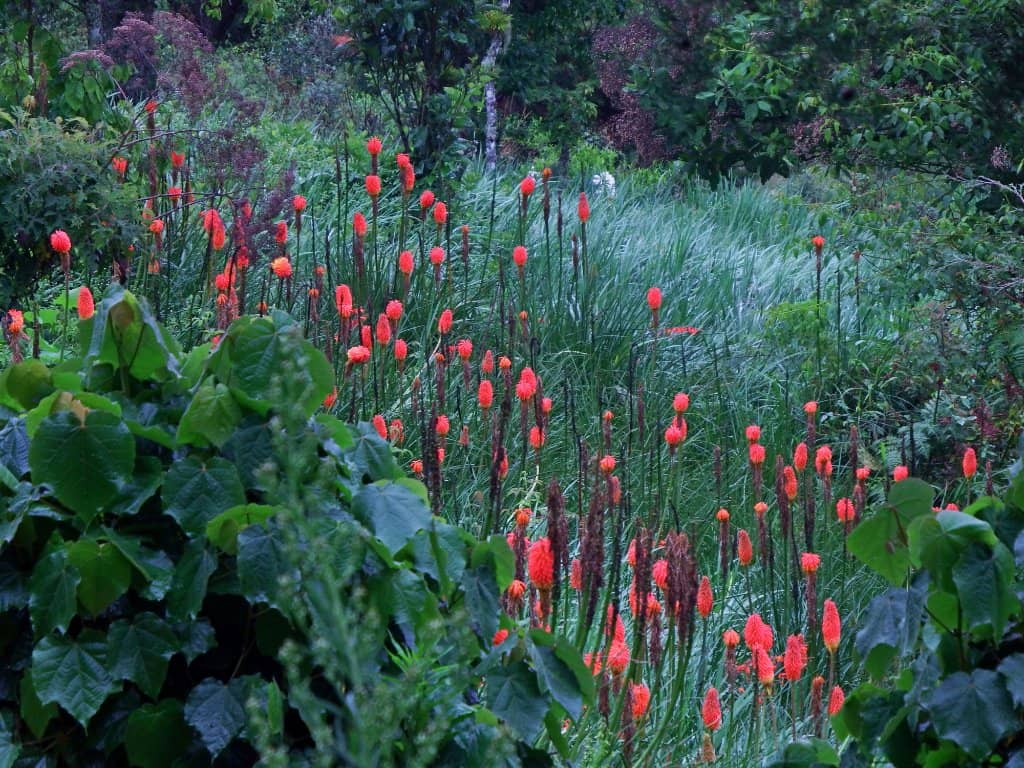 Cloud Forest Immersion