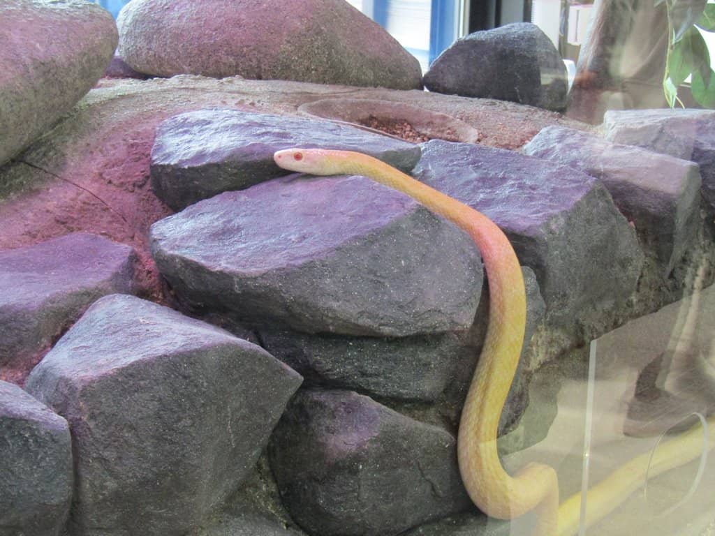 White Snake Amulets & Souvenirs