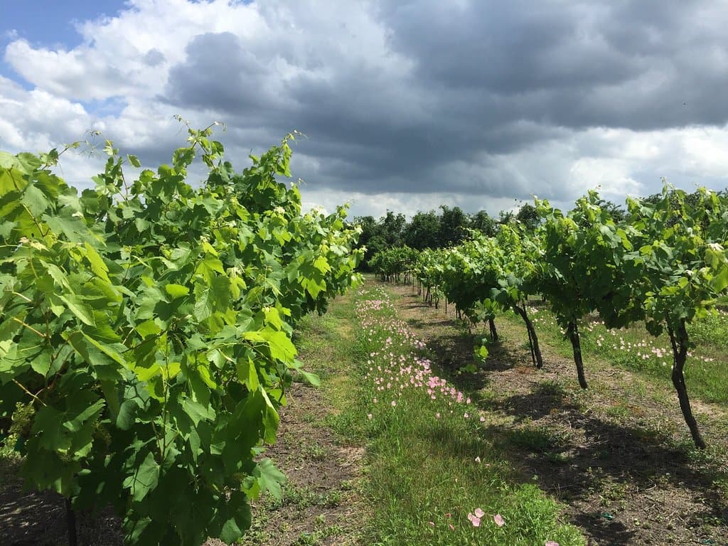 Windy Winery