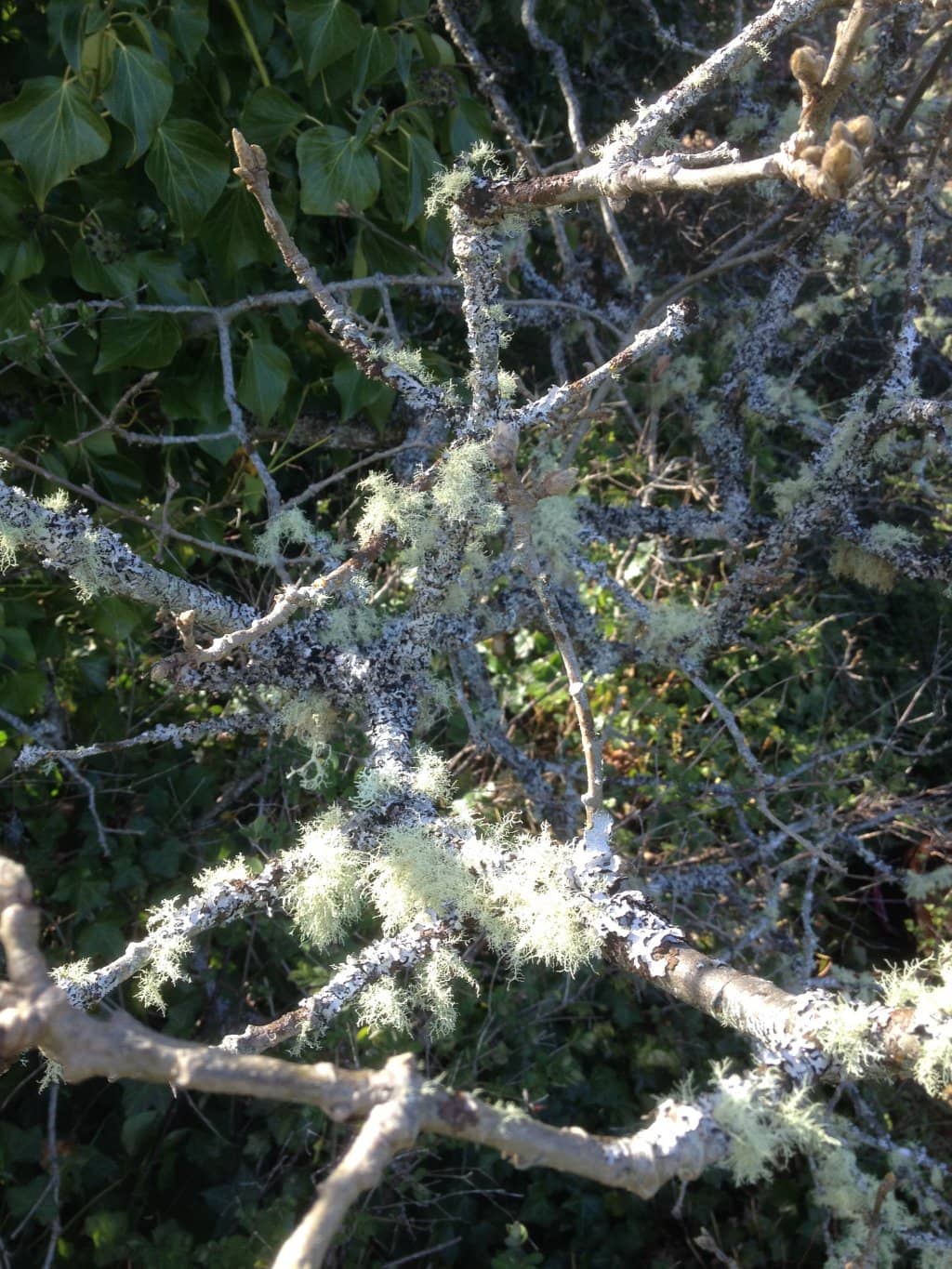 Recreational Facilities