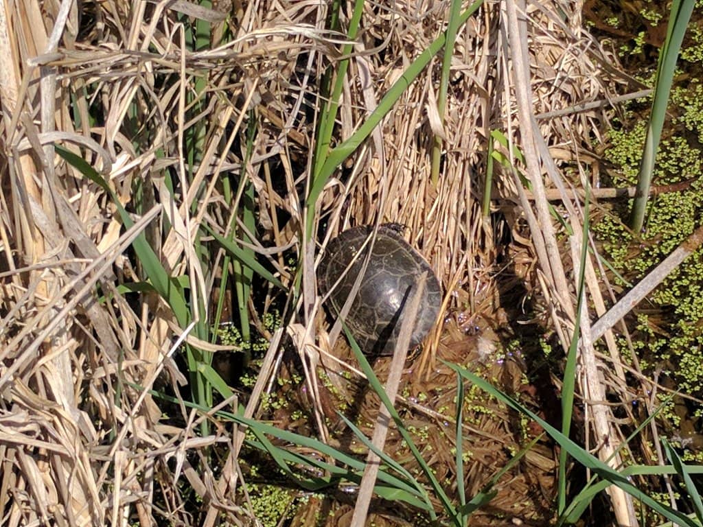 Scenic Walking Trails