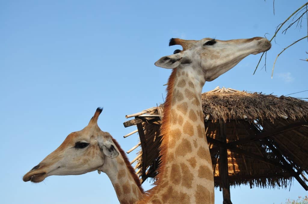 Gentle Giants