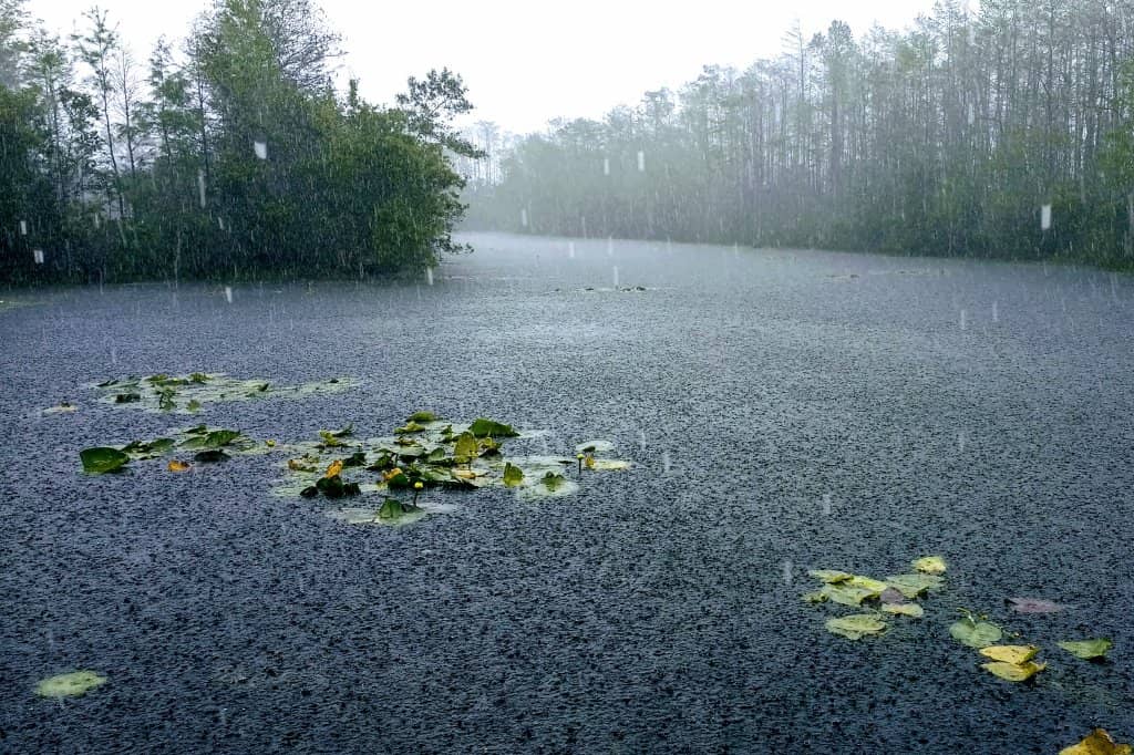 Wetland Boardwalks