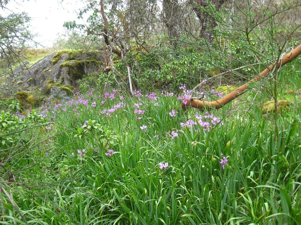Shooting stars at Mill Hill Regional Park.
