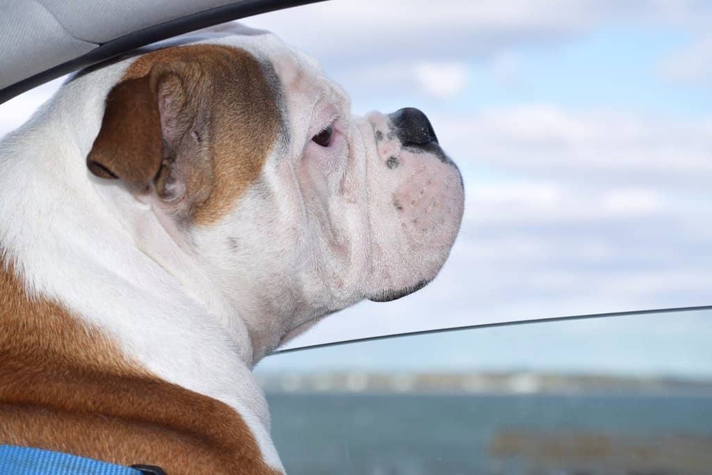 Downtown Skyline Views