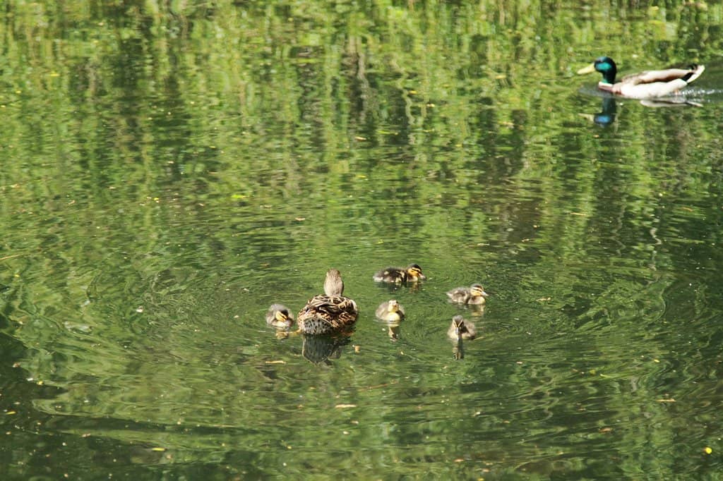 Seventy Acres of Parkland