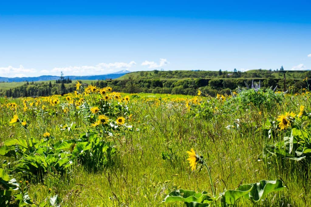 Columbia River Gorge Vistas