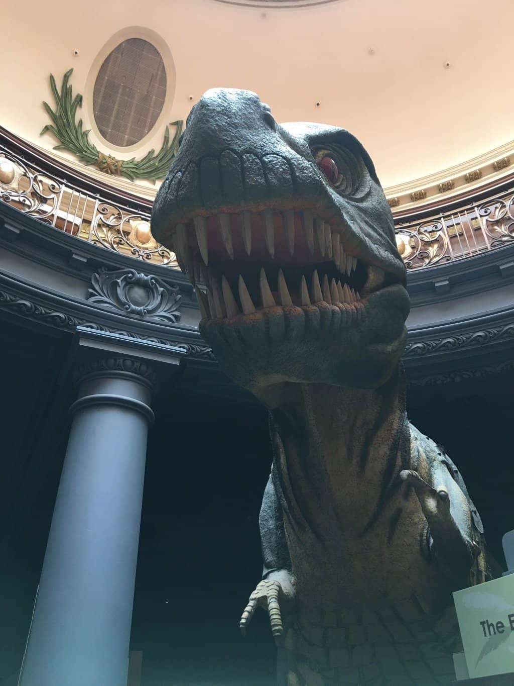 Dinosaur Skeletons