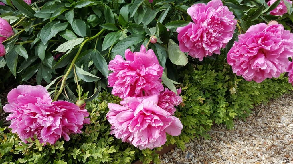 Napoleon's Crossing the Alps Painting