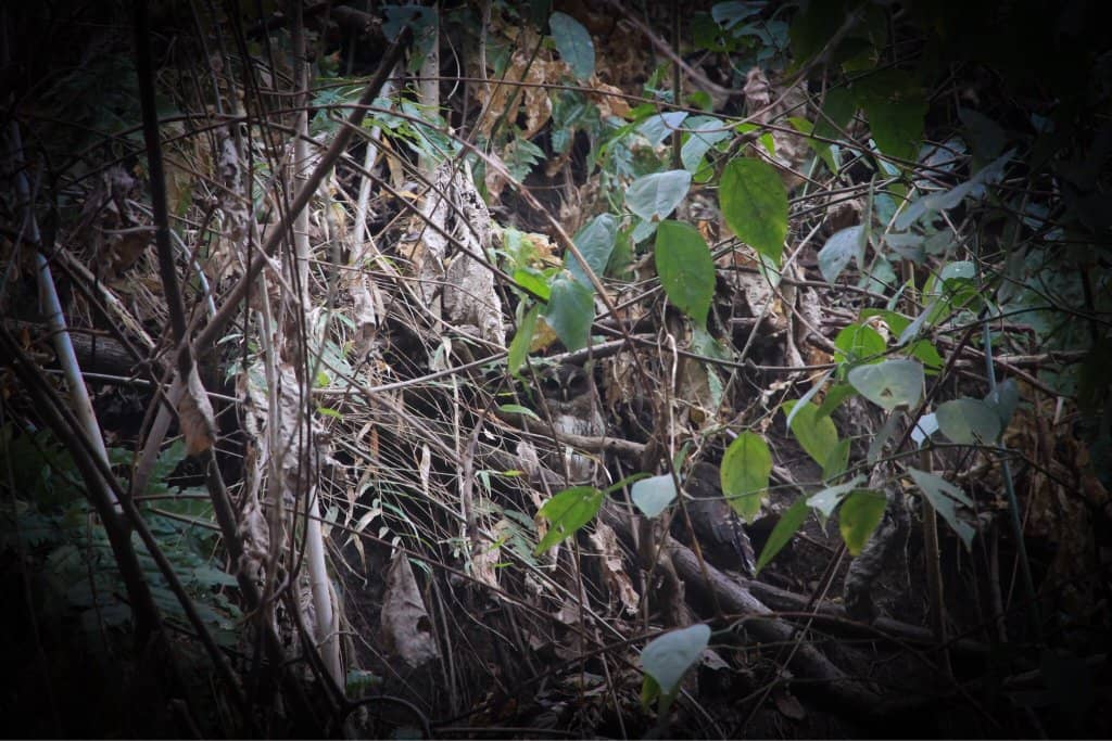 Waterfalls and Wildlife