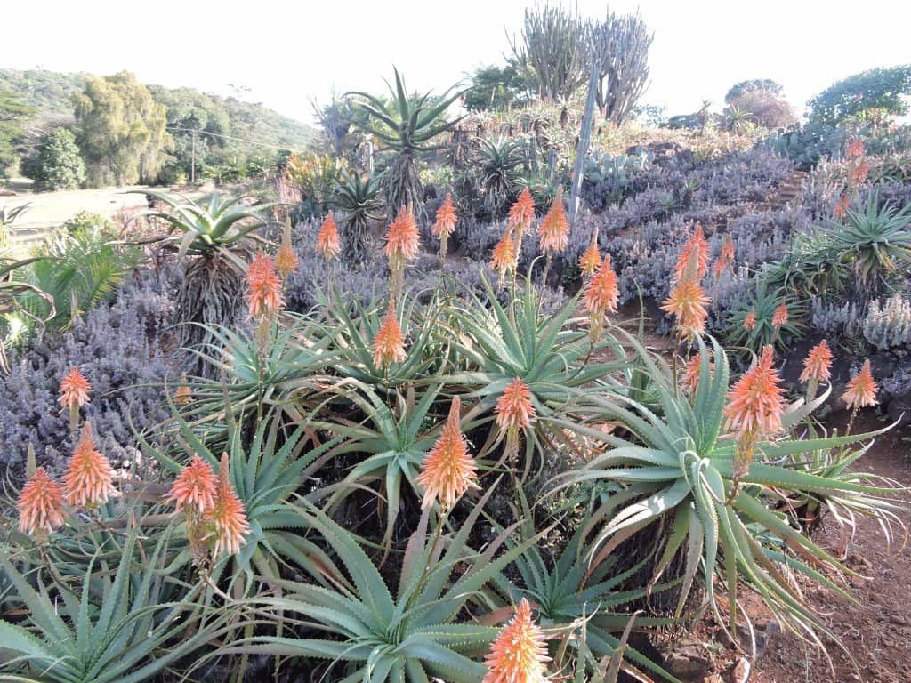Sunbird Haven
