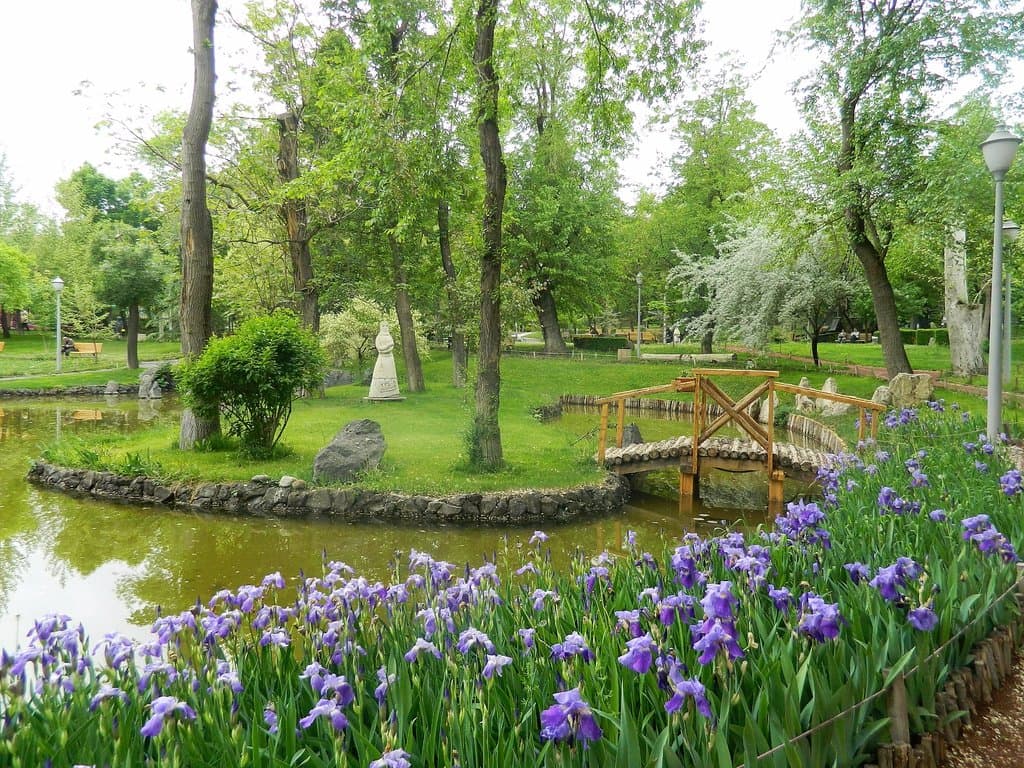 Ирисы у пруда