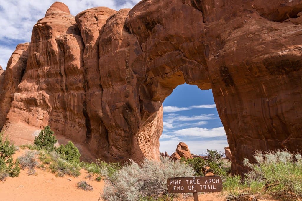 Pine Tree Arch