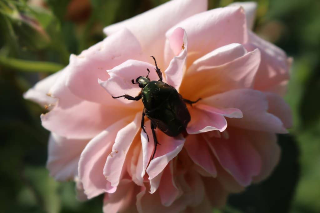 Orchid & Cactus Greenhouses