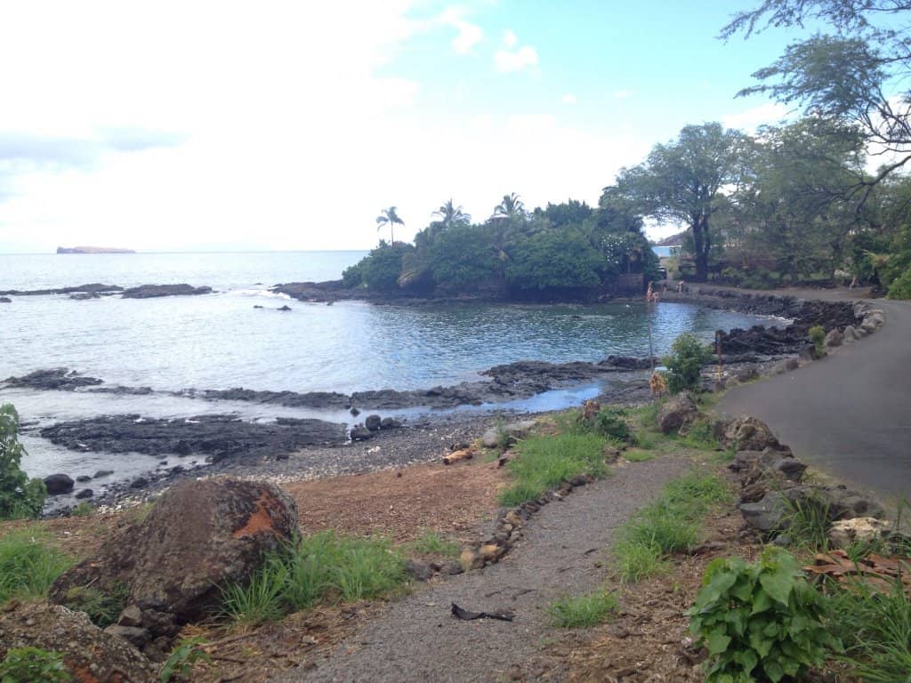 Tide Pool Treasures