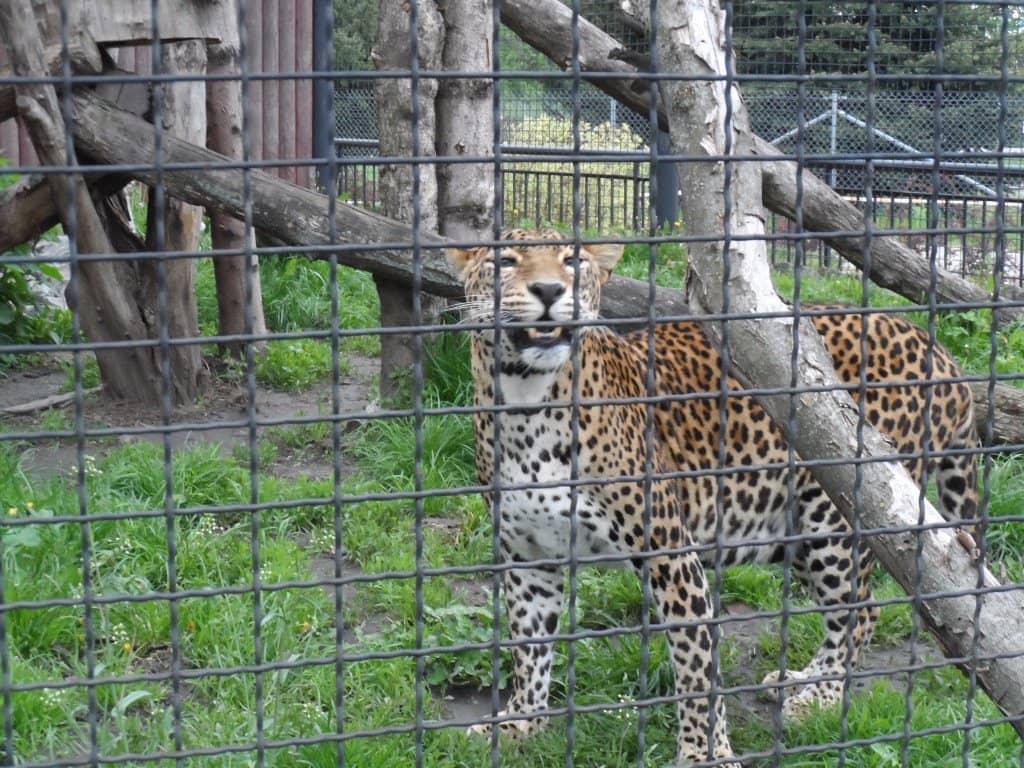 Active Monkey Exhibits