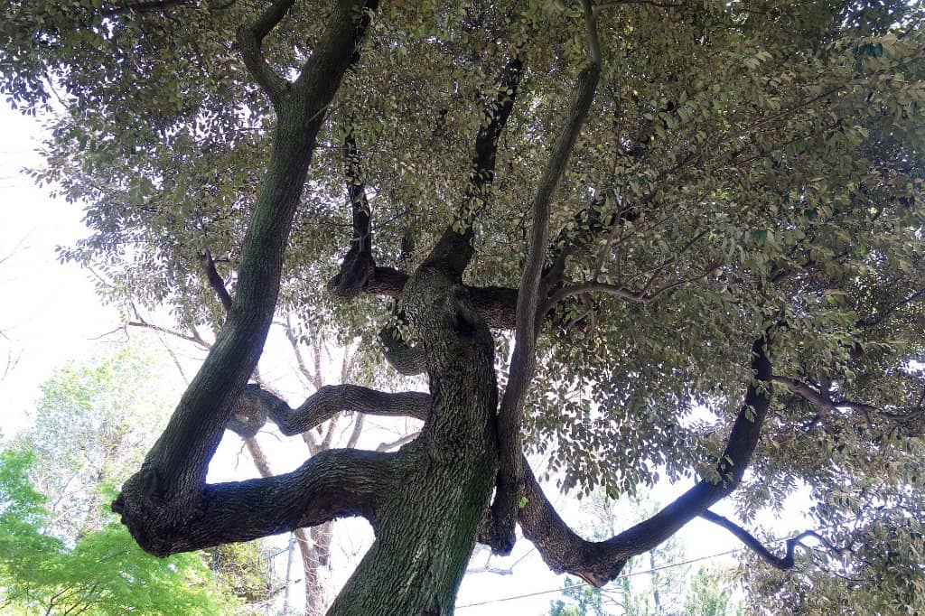 Vertical photo
