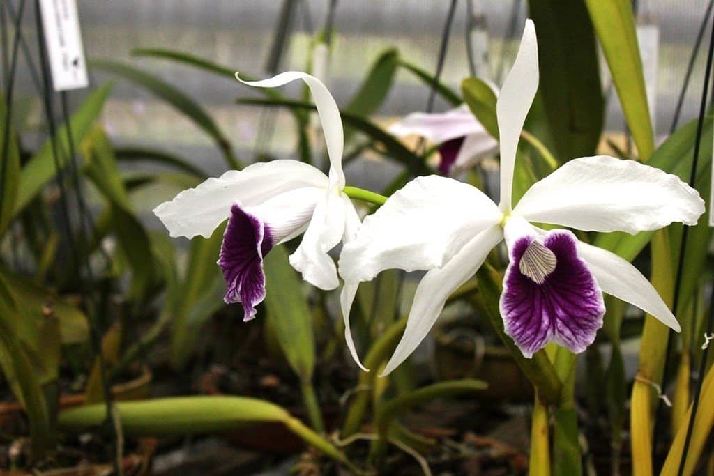 Mata Atlântica Trails