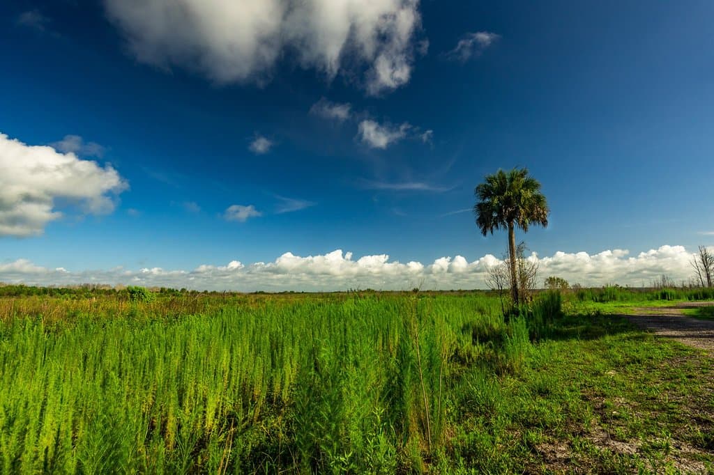 Palm at beginning of trail.