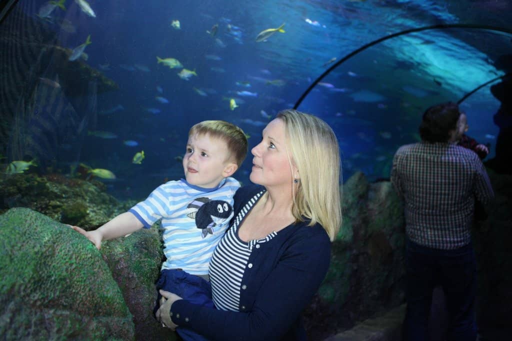 Jellyfish Kingdom