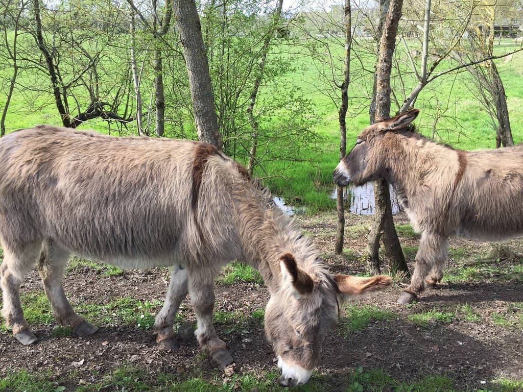 Lush Greenery & Trails