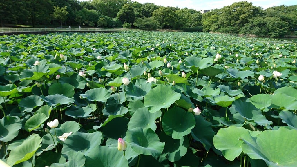 Nagai Botanical Garden Osaka