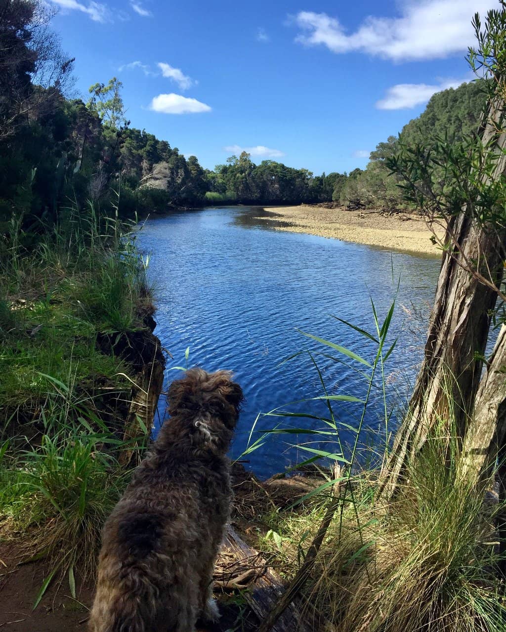 Woodchopping History