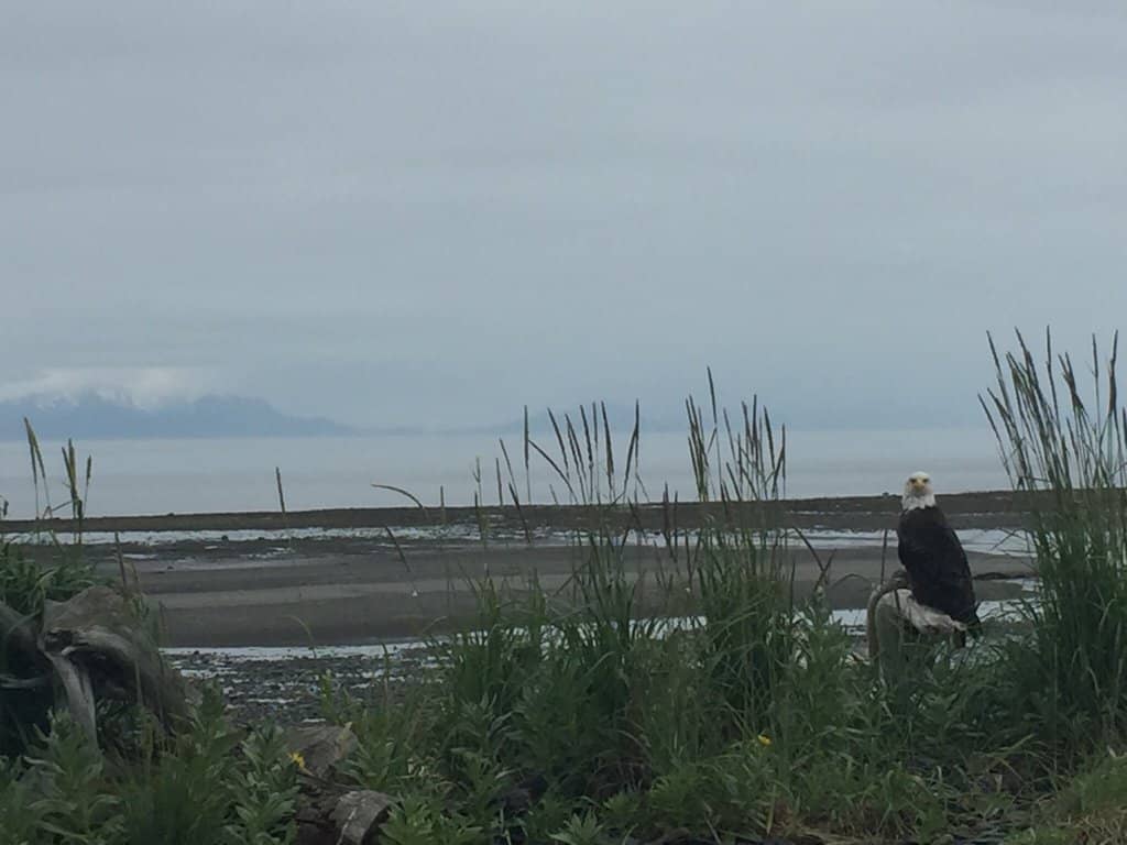 Bald Eagle Spectacle
