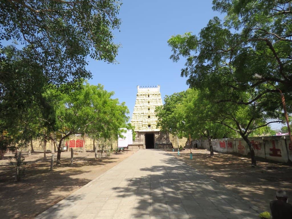 Ancient Jujube Tree