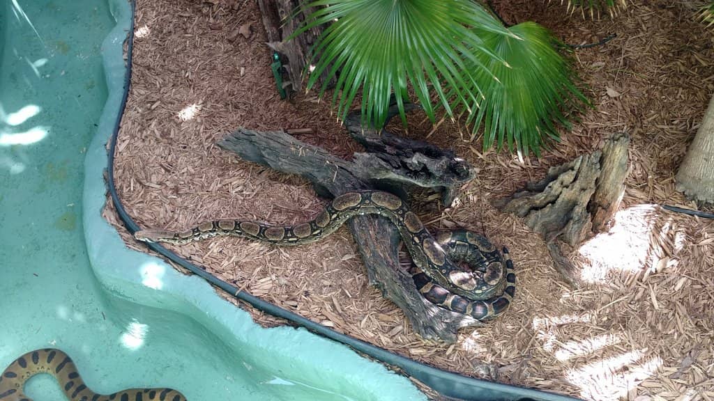 Reptile Shows & Talks