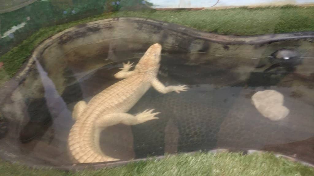 Venomous & Non-Venomous Snake Islands