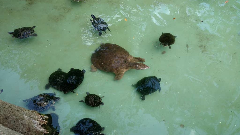 Alligator Feeding Frenzy