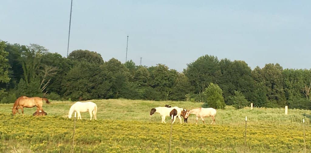 Water Play Sprayground