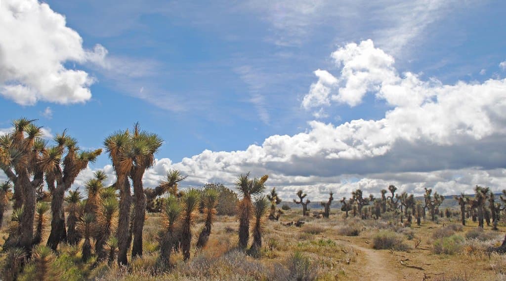 A trail heads east for a long distance -- don't get lost!