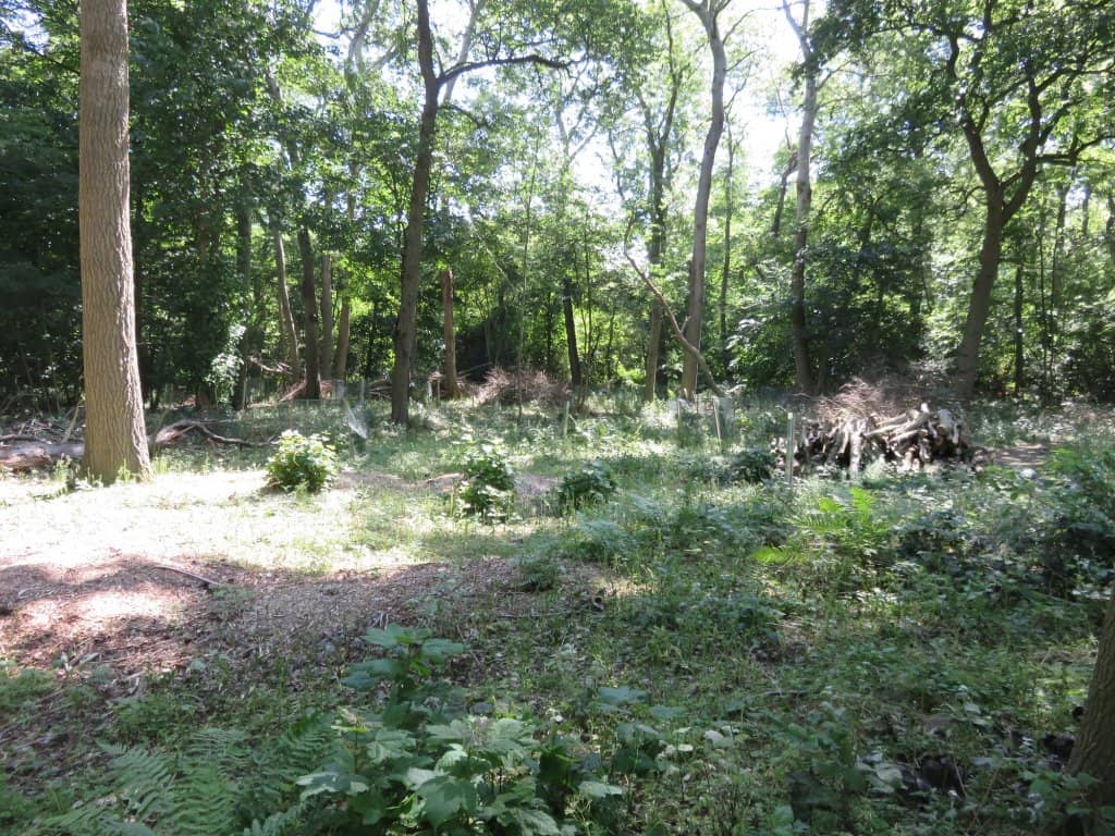 Ancient Woodland Walks