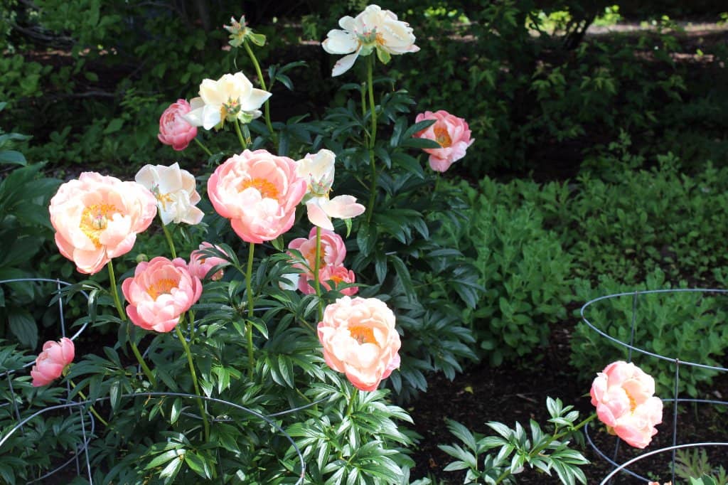 Rose Garden