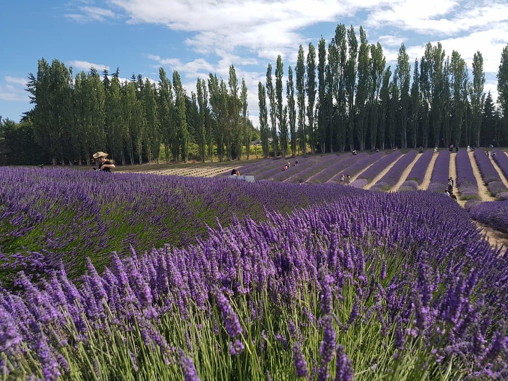 Lavender field