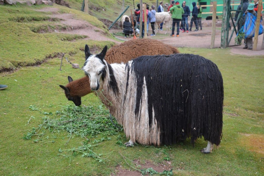 Llama...time for a sheering!