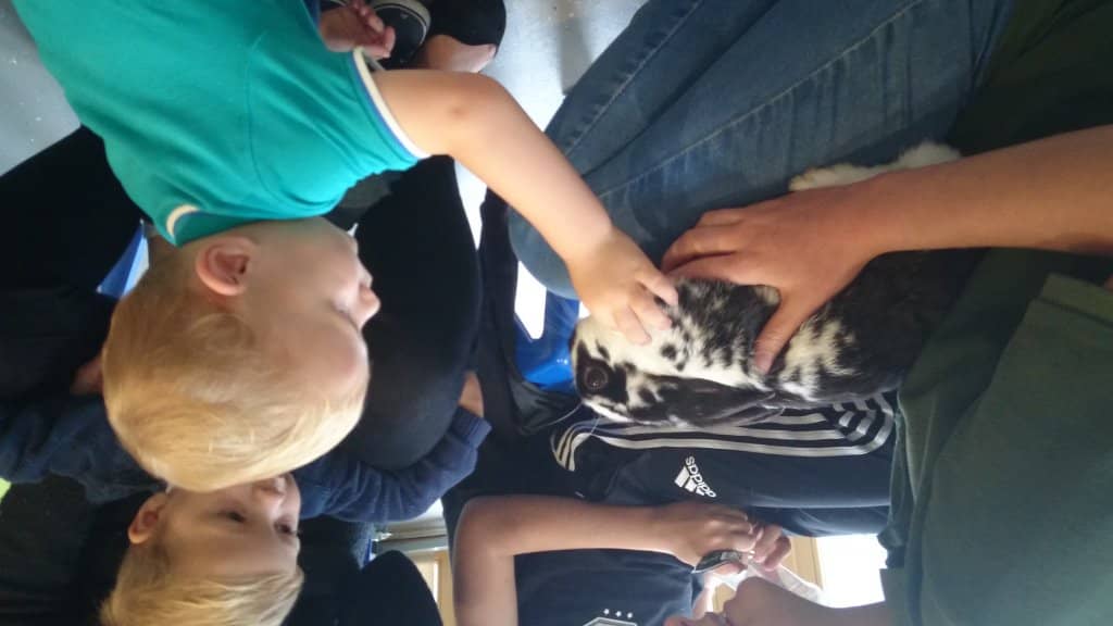 Exotic Animal Collection