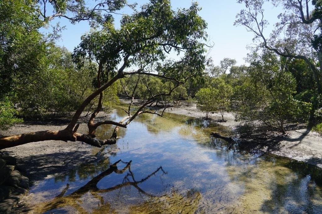Myora Springs Moongalba