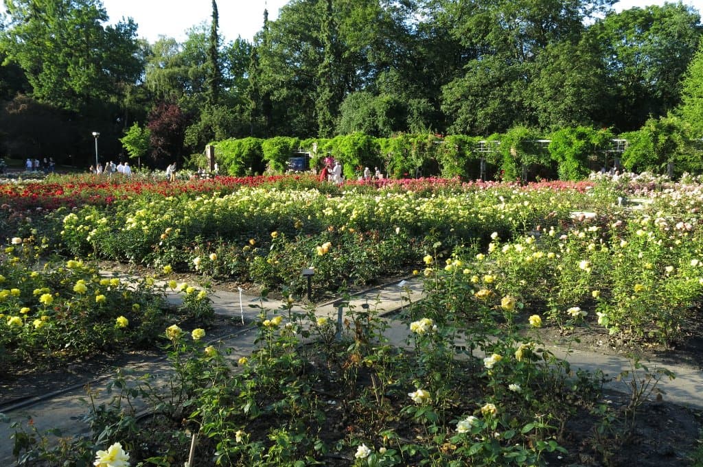 Rose garden.